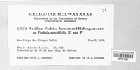 Aecidium fuchsiae image